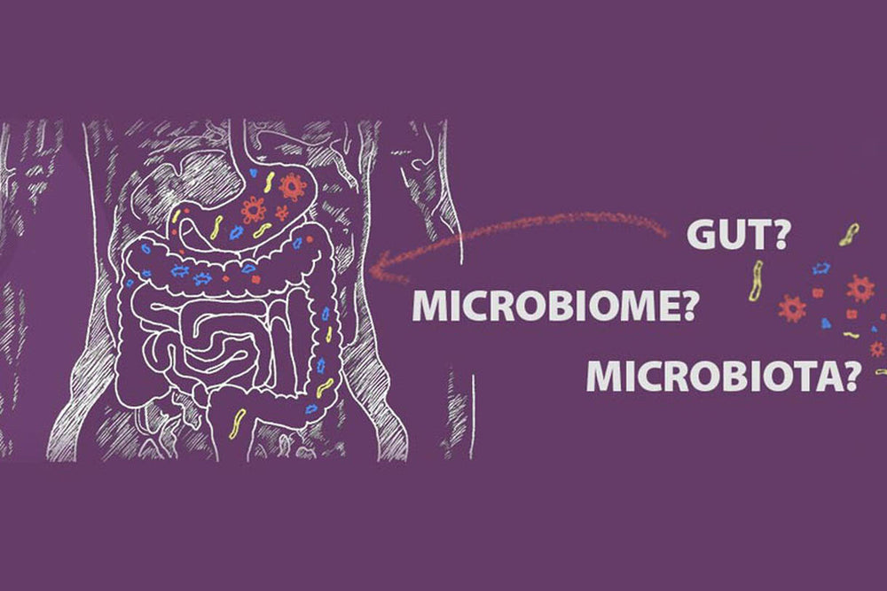 Diagram showing digestive track